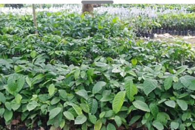 Baguio District residents receive seedlings, fingerlings for livelihood start up