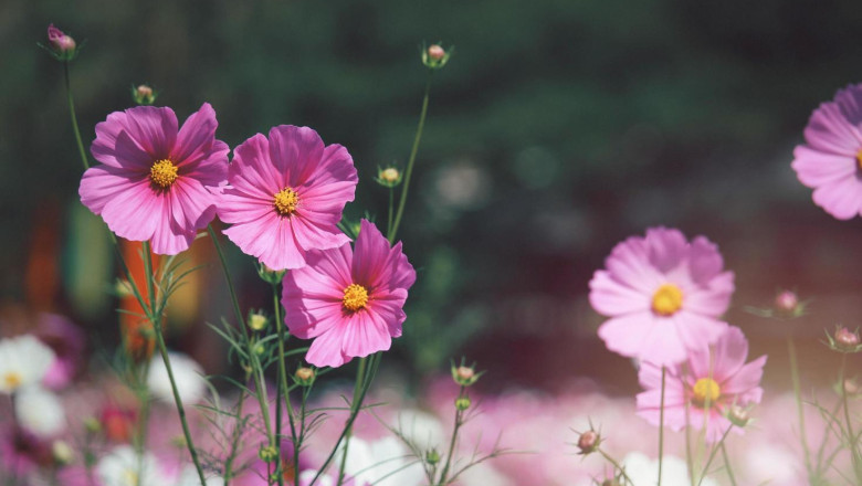 Verse of the Day | March 4, 2025