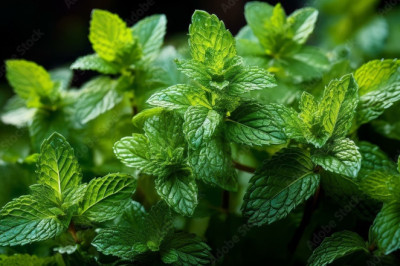 Verse of the Day | April 10, 2025