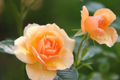 Verse of the Day | June 8, 2025