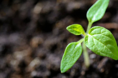 Verse of the Day | Dec. 19, 2025