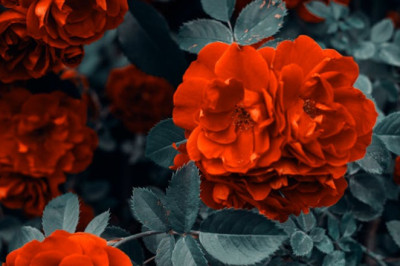 Verse of the Day | January 22, 2026