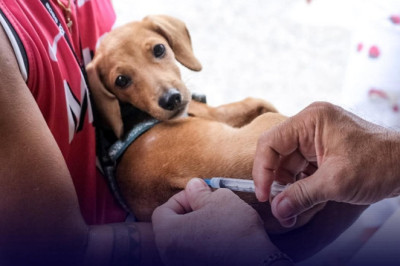 𝐎𝐯𝐞𝐫 160𝐊 𝐩𝐞𝐭𝐬 𝐯𝐚𝐜𝐜𝐢𝐧𝐚𝐭𝐞𝐝, 𝐚𝐬 𝐂𝐕𝐎 𝐛𝐨𝐨𝐬𝐭𝐬 𝐚𝐧𝐢𝐦𝐚𝐥 𝐰𝐞𝐥𝐟𝐚𝐫𝐞 𝐩𝐫𝐨𝐠𝐫𝐚𝐦