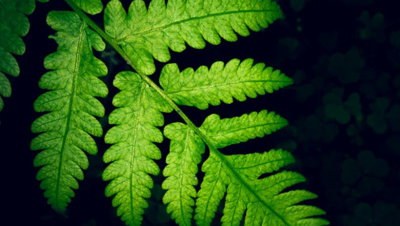 Verse of the Day | February 1,  2026